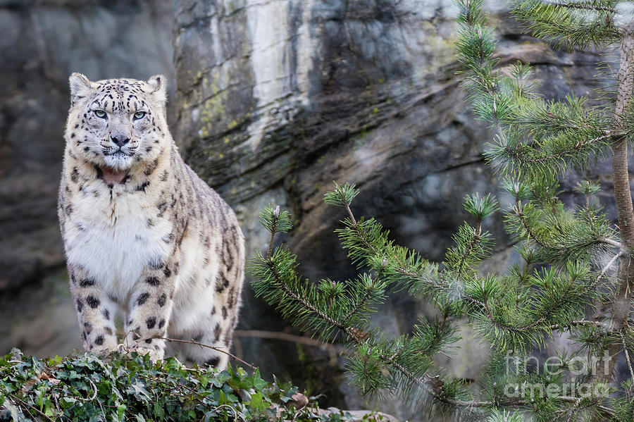A close-up shot of a snow leopard resting on a rocky ledge.